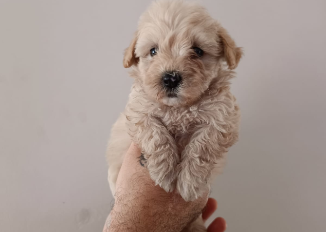 Maltipoo yavruları